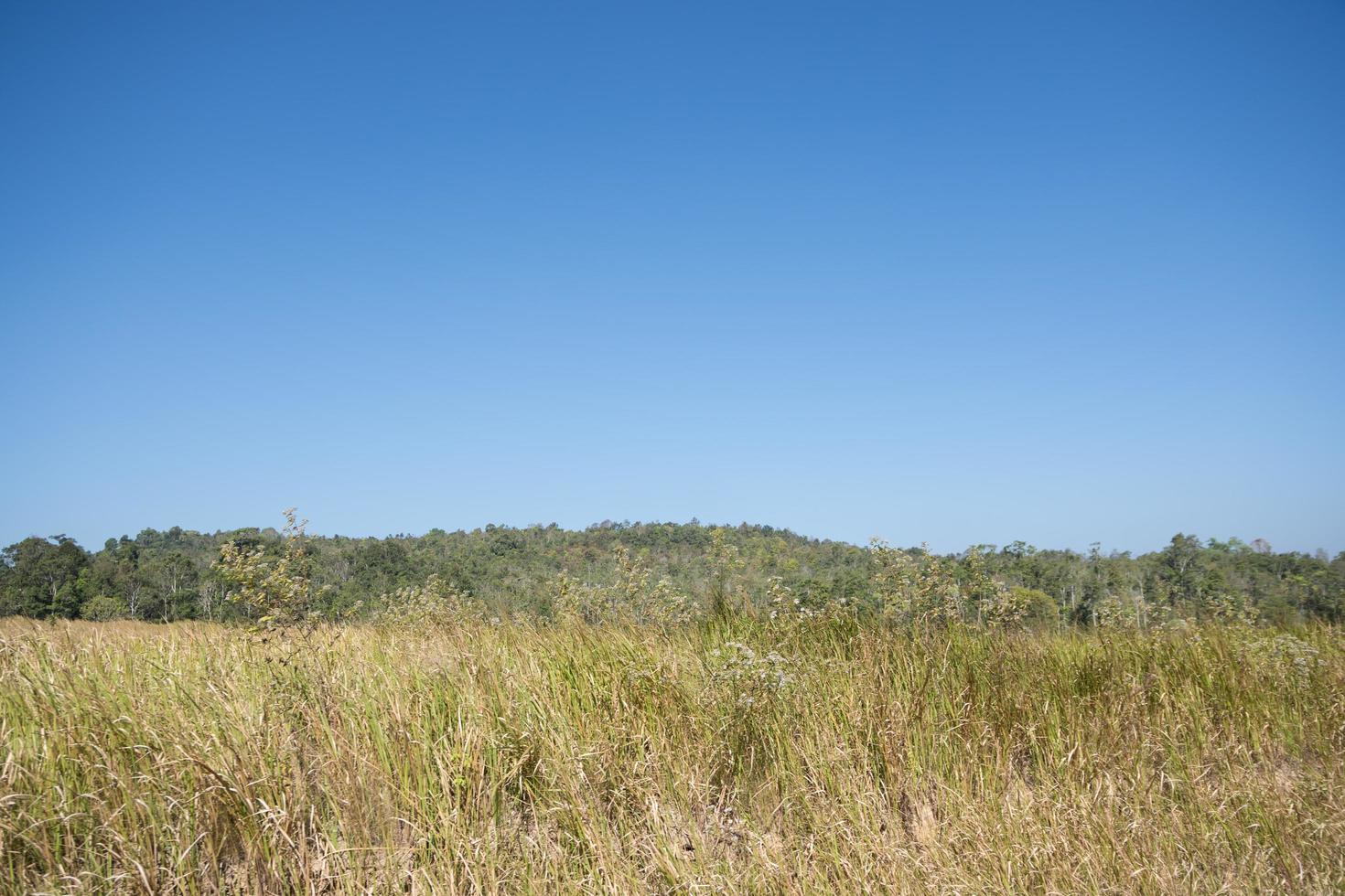 Landscape at Khao Yai National Park photo