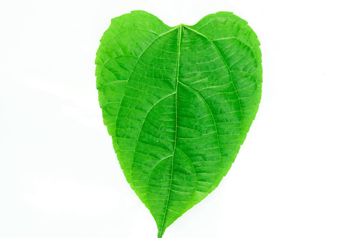 hoja verde en forma de corazon foto