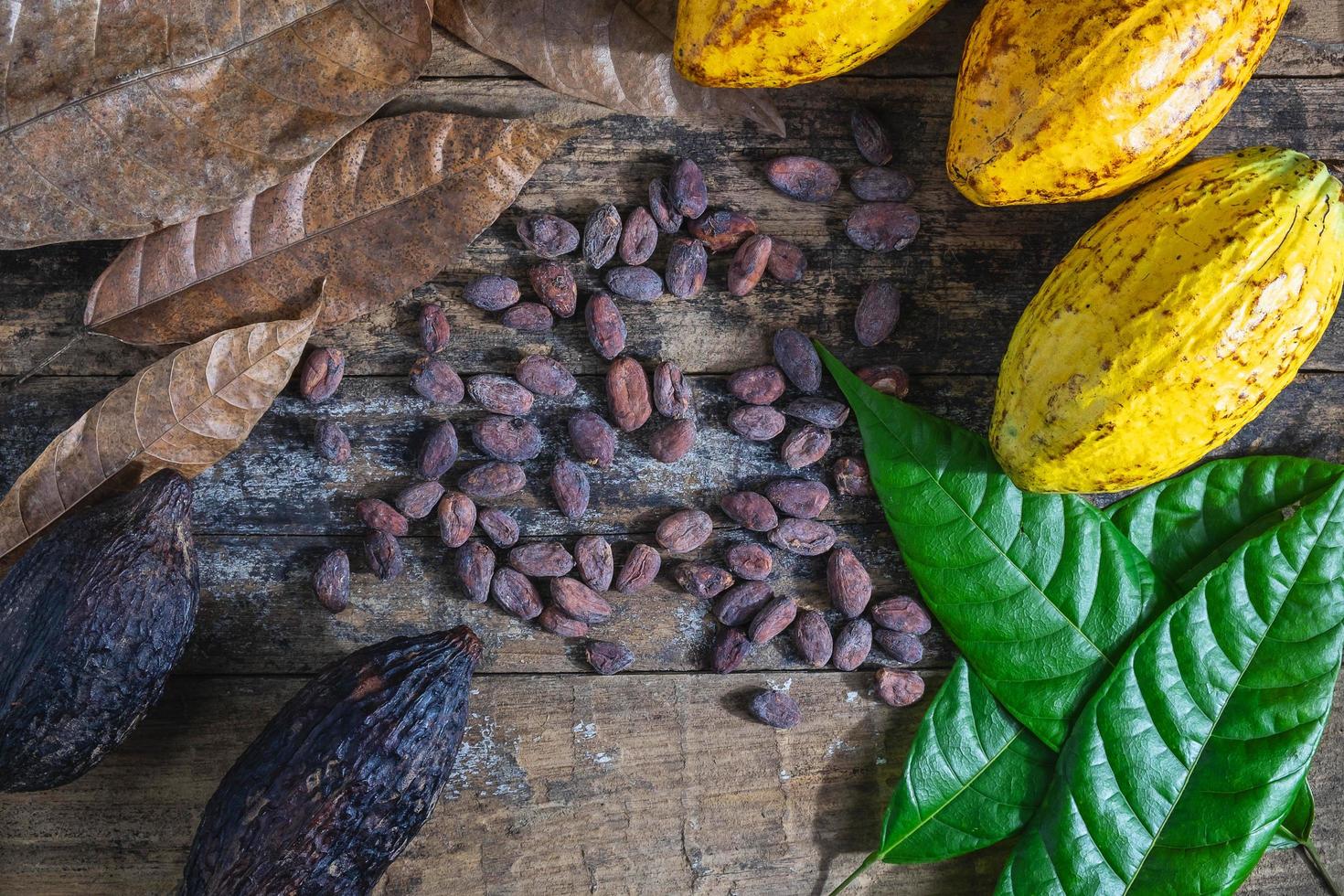fruta fresca de cacao y granos de cacao foto