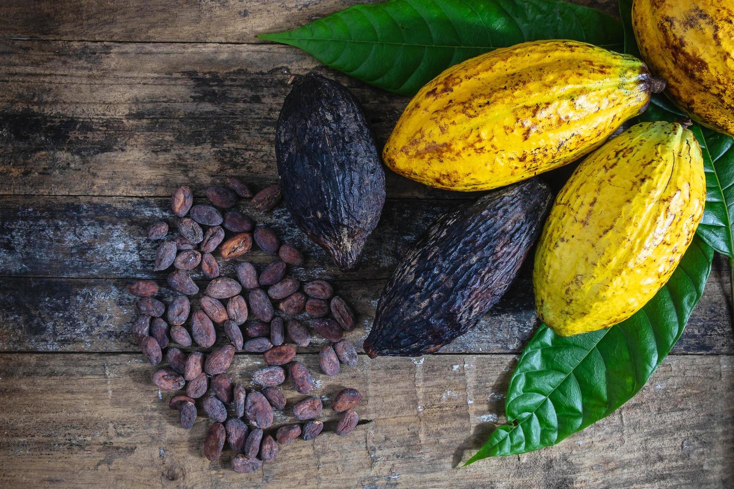 Fresh cocoafruit and cocoa beans photo