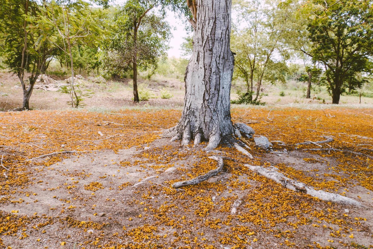 fondo de tronco de árbol de otoño foto
