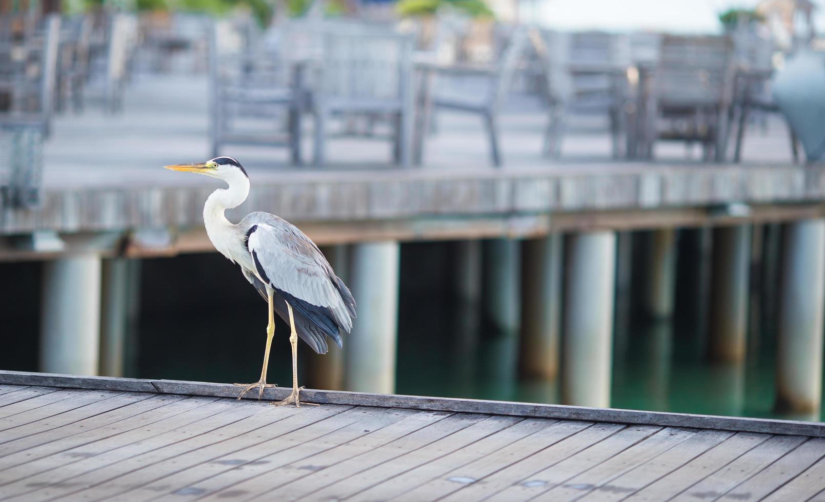 Grey heron standing on a dock photo