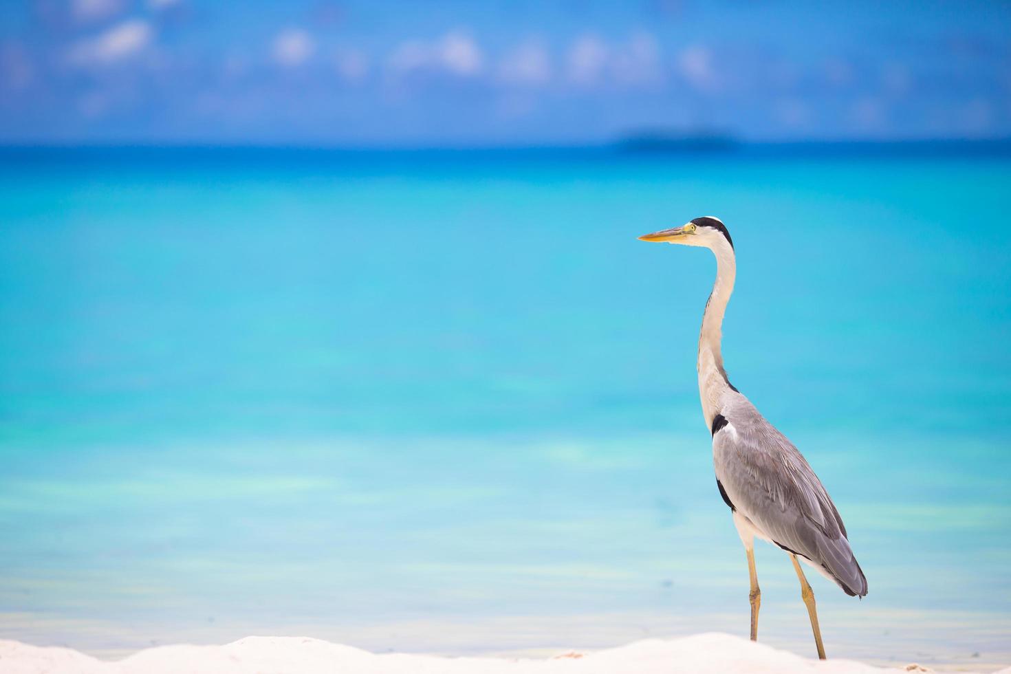 Grey heron standing on a white beach photo