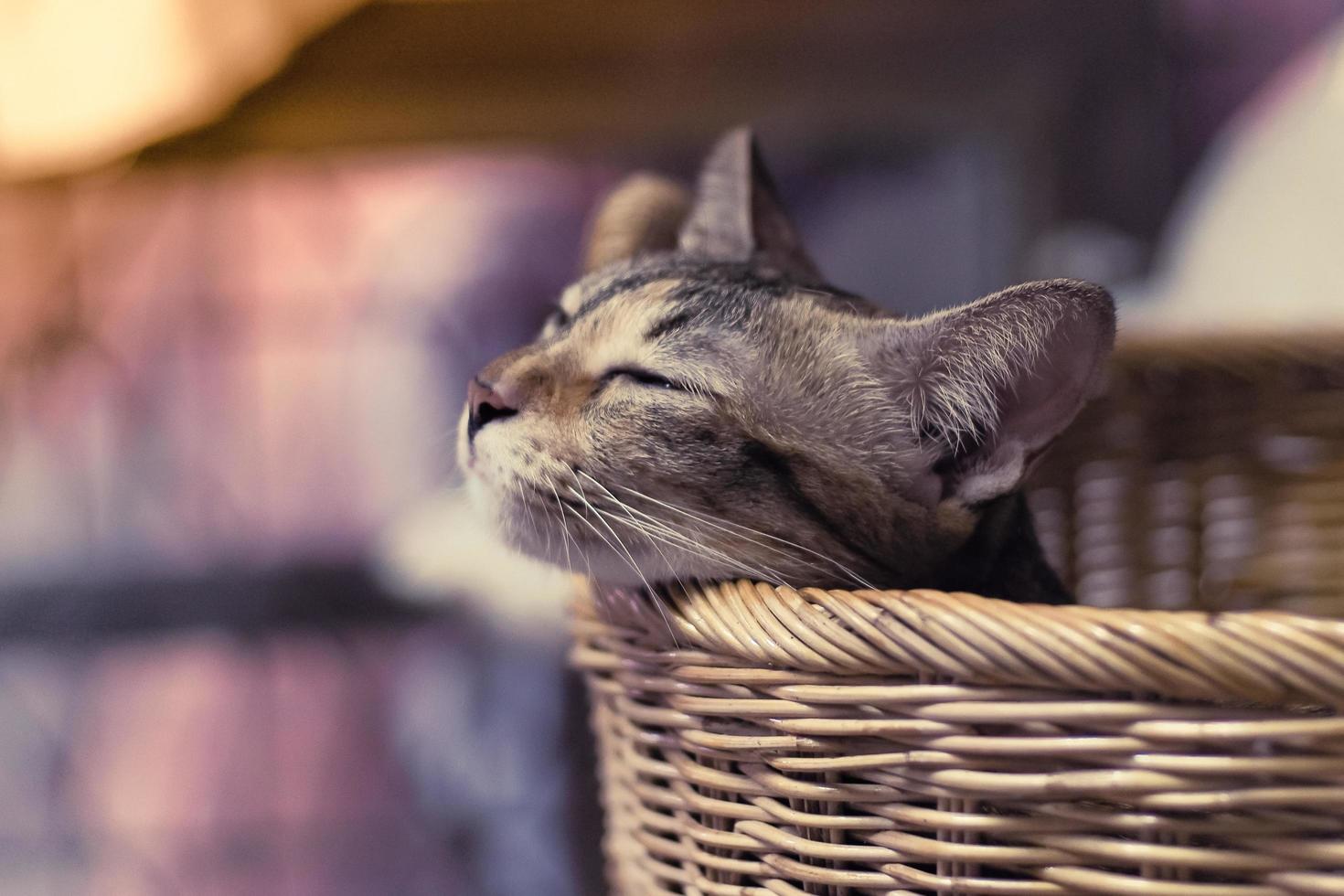 pequeño gato marrón durmiendo en una canasta foto