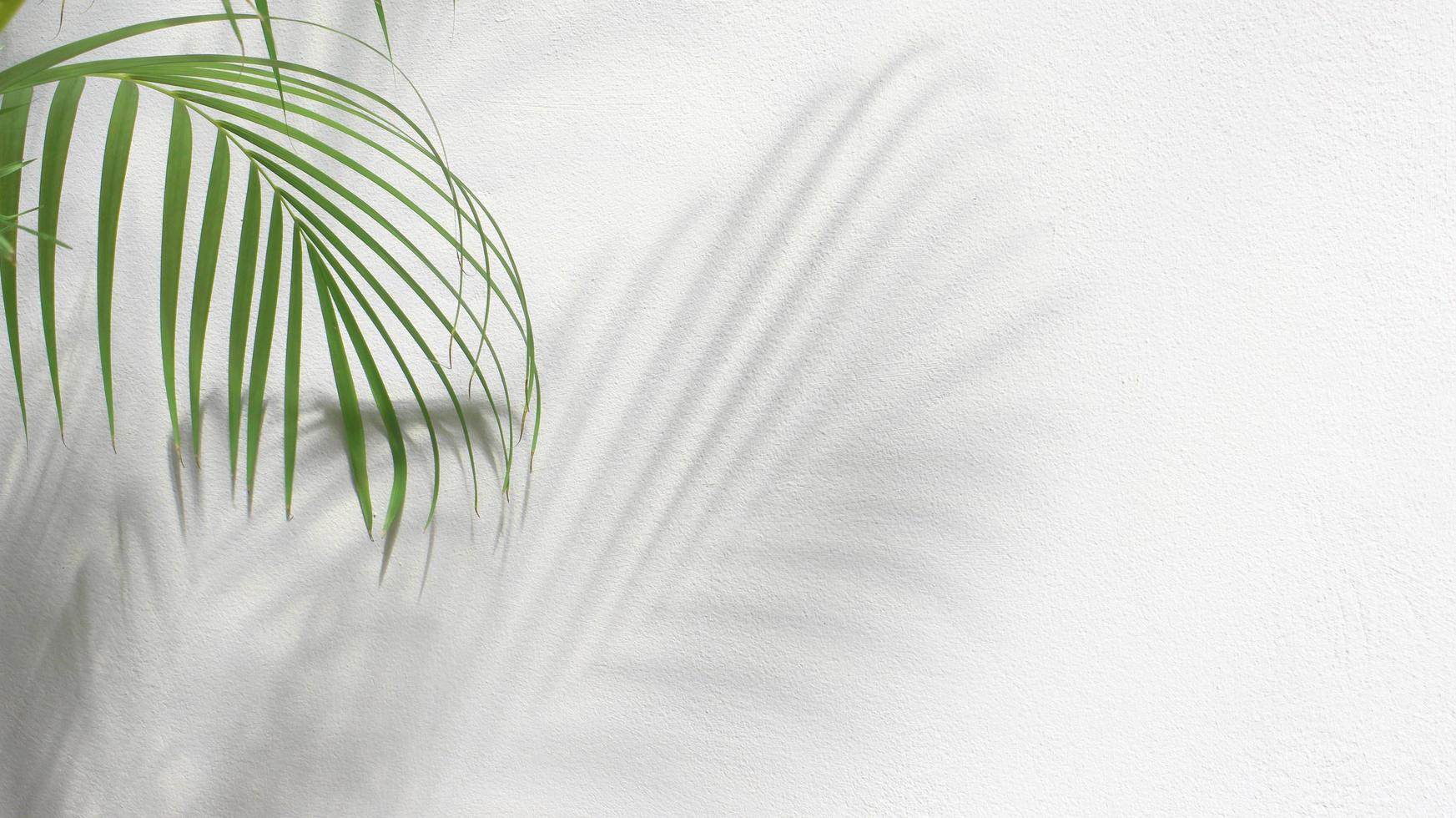 Green palm tree leaves with shadow on white background photo