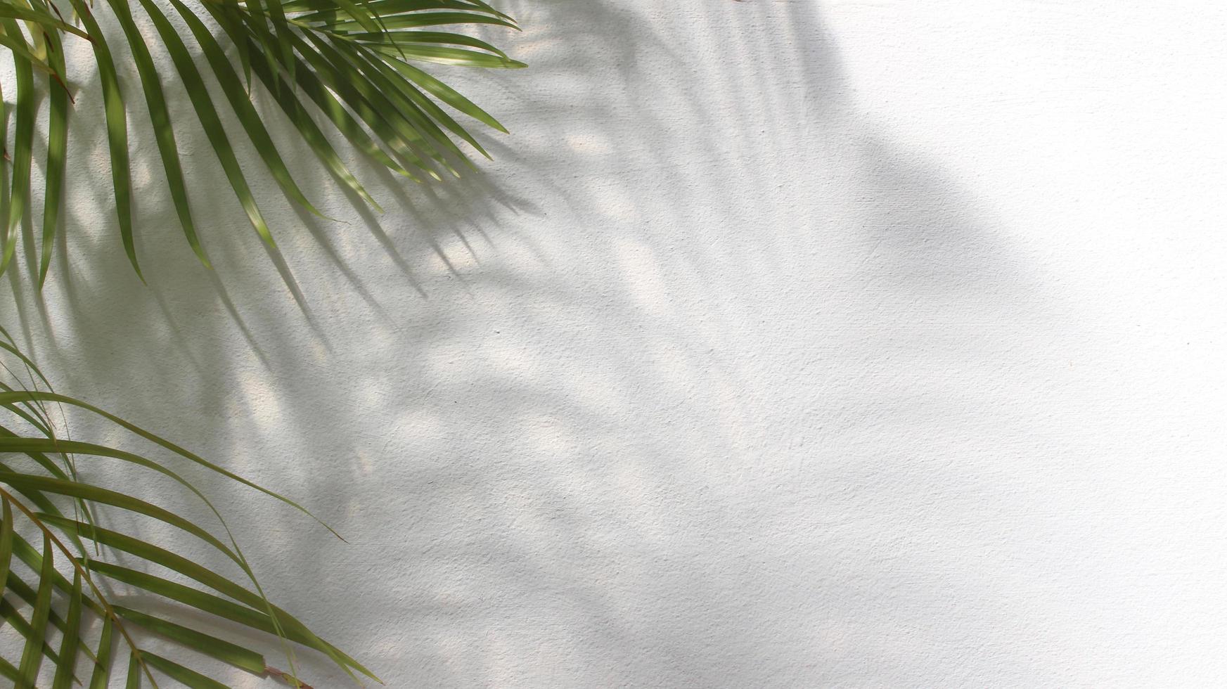 Hojas de palmera verde con sombra sobre fondo blanco. foto