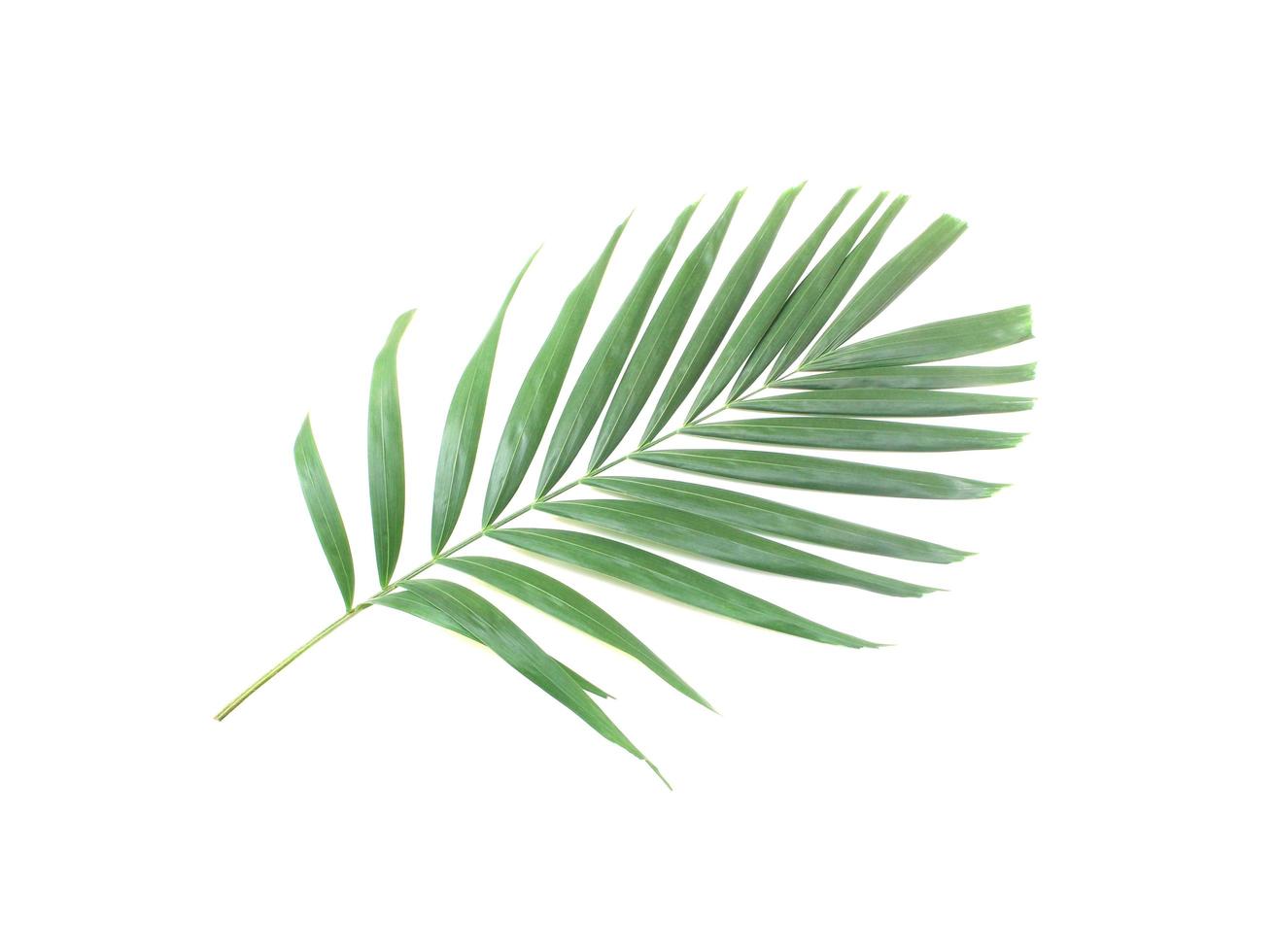 Green palm leaf isolated on white background photo