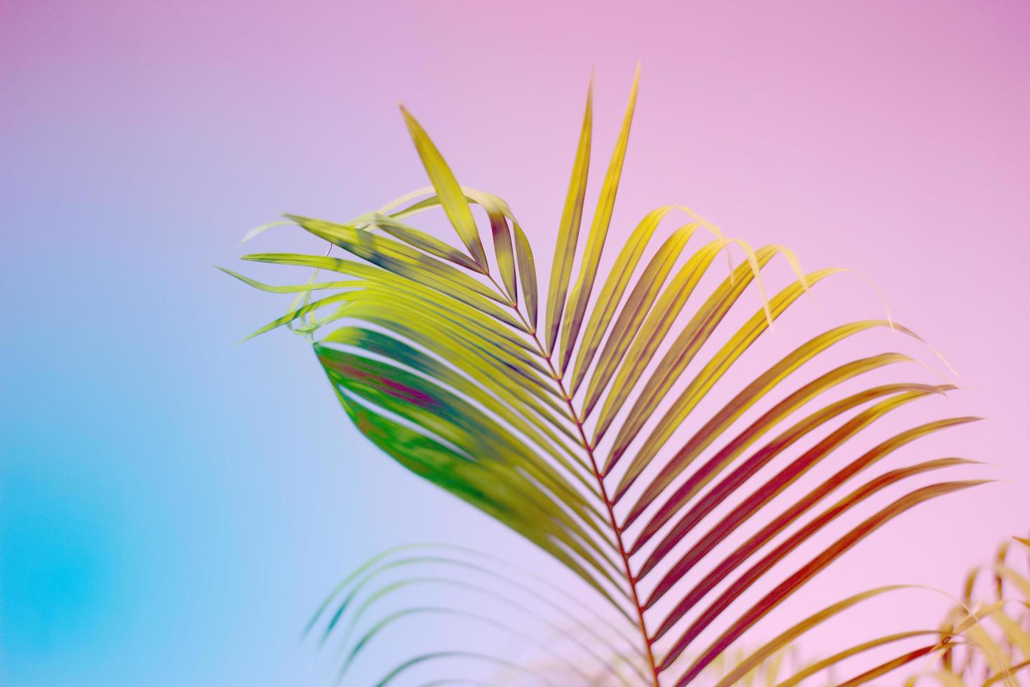 Colorful tropical palm leaf background photo
