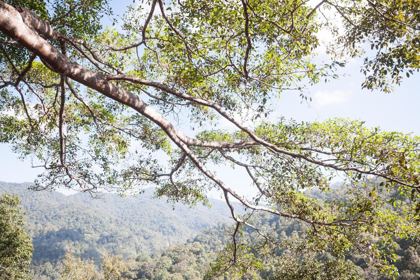 Branches in sunshine photo