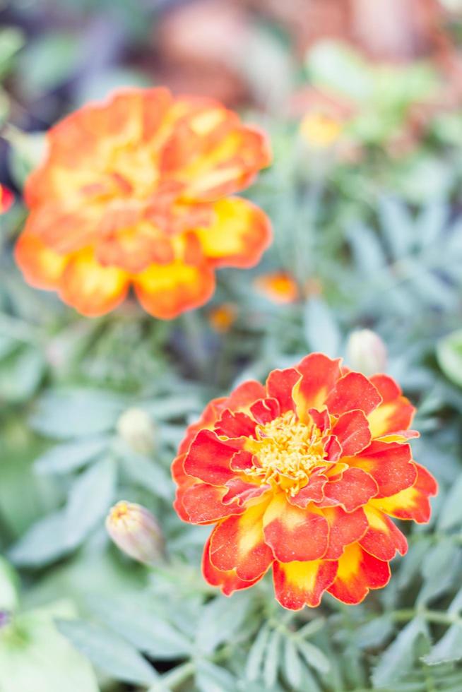 Orange flowers in a garden photo