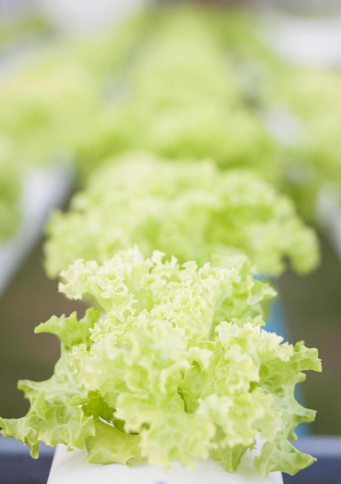 Green coral plants in a greenhouse photo