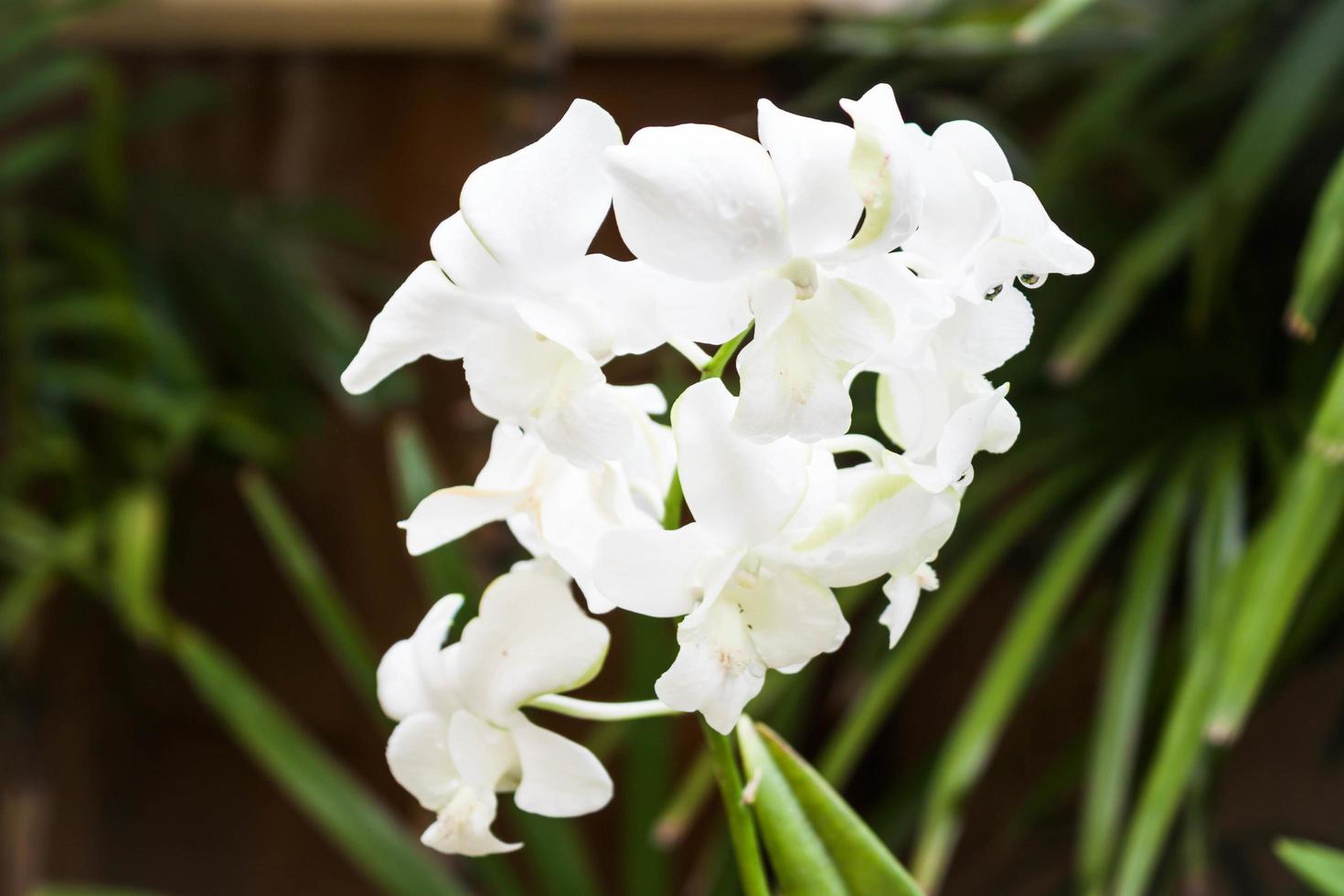 Close-up of white orchids photo