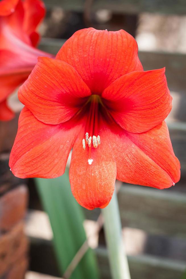 Close-up of an amaryllis flower photo