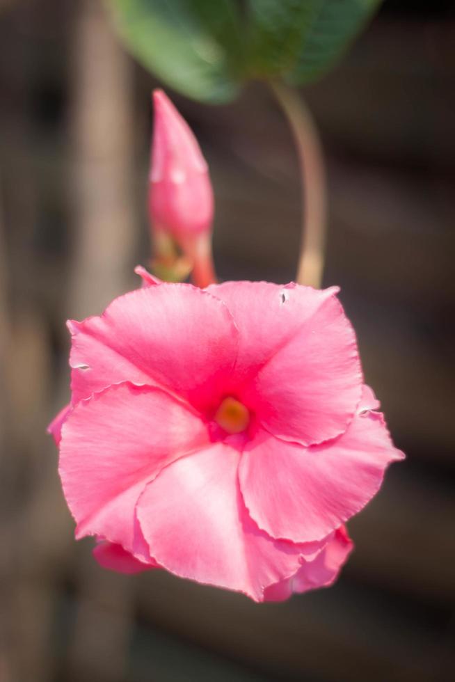 primer plano de una flor rosa foto