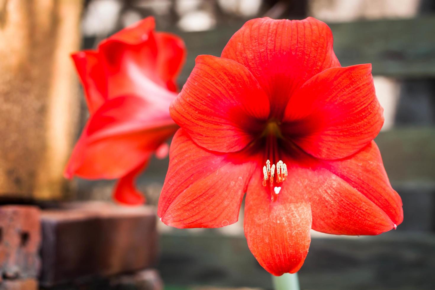 Amarilis flores rojas en un jardín. 1740556 Foto de stock en Vecteezy