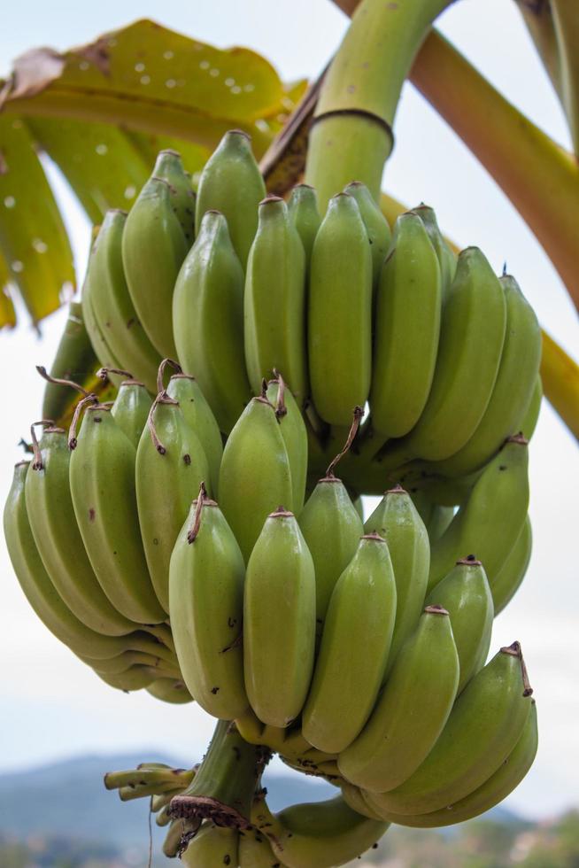 Bunch of bananas on a tree photo