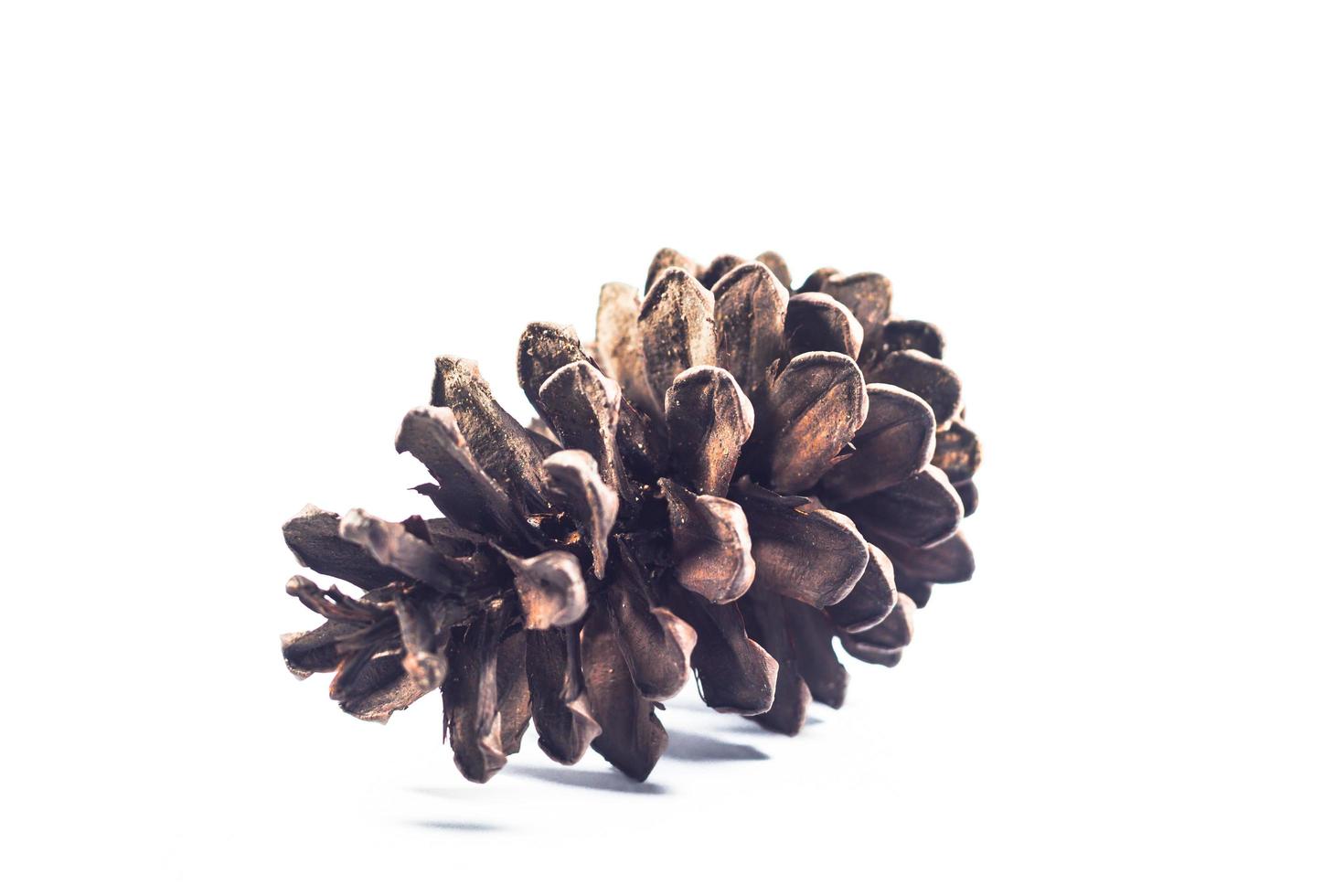 Pinecone on a white background photo