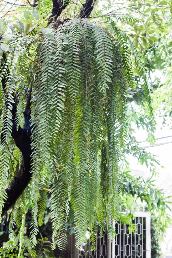 Green plant hanging in a garden photo