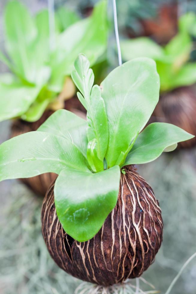 primer plano, de, planta verde, en, un, jardín foto