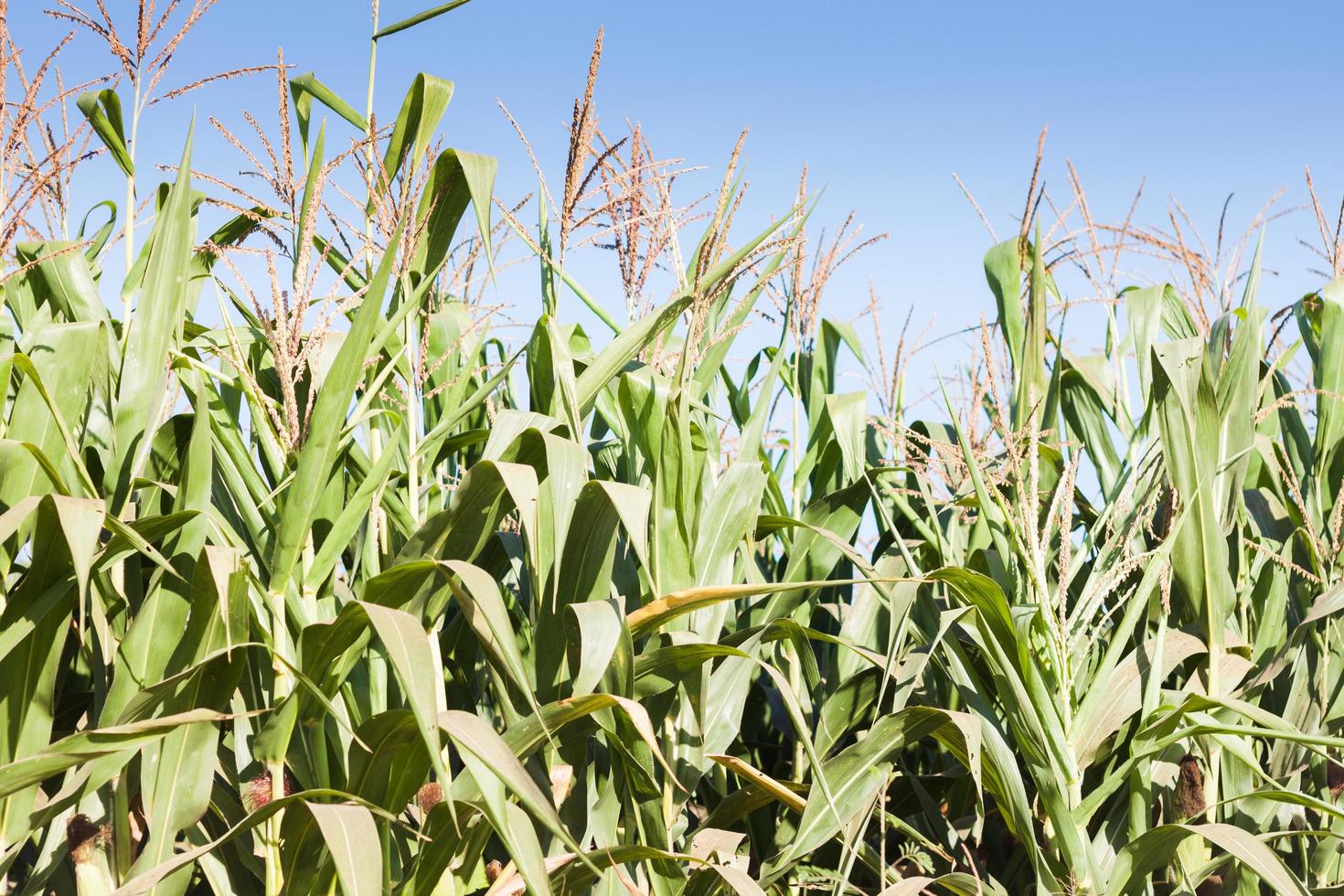 Close-up of a corn field photo