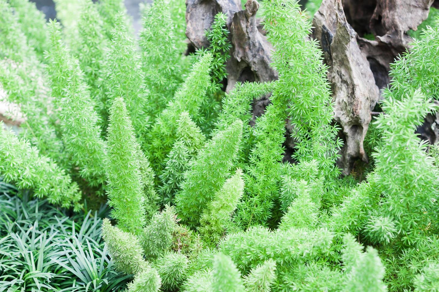 planta verde en un jardín foto