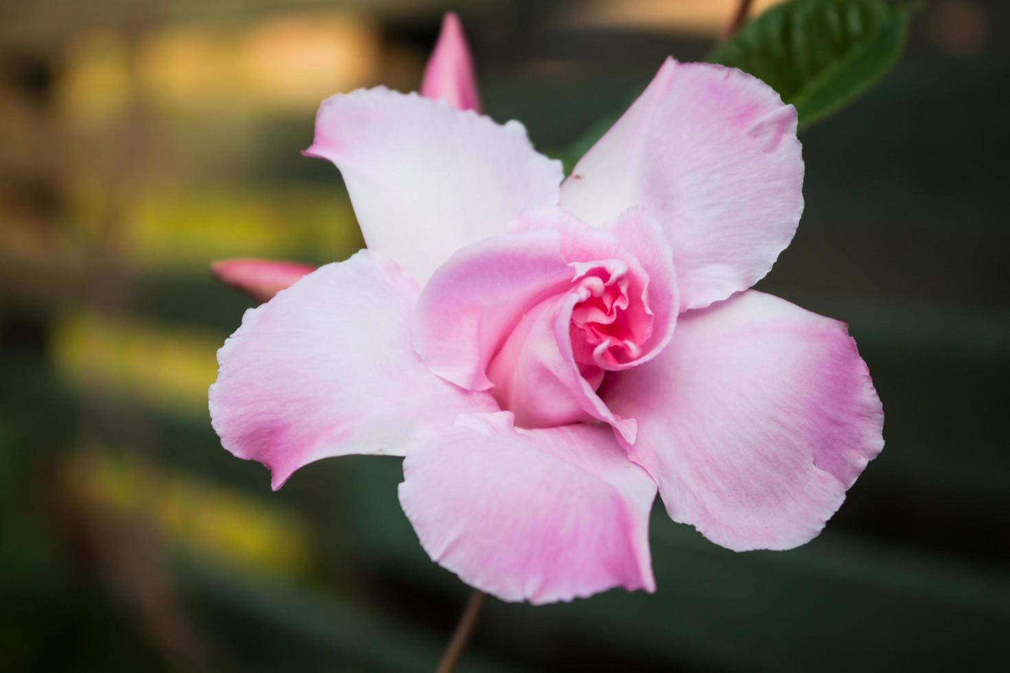 Close-up of a pink rose photo