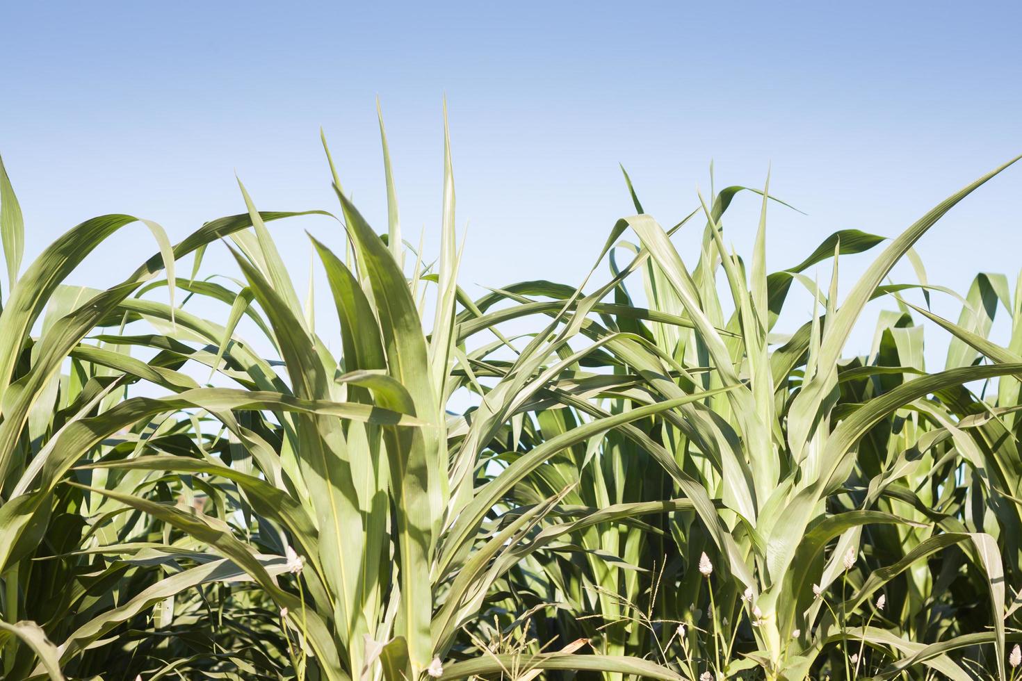 Close-up of corn plants photo