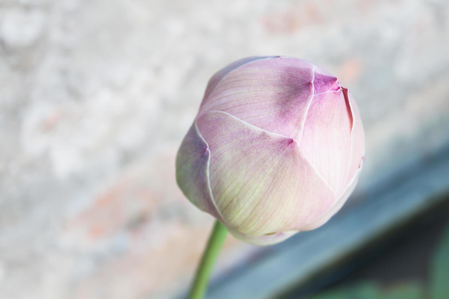 Close-up pink of a waterlily bud photo