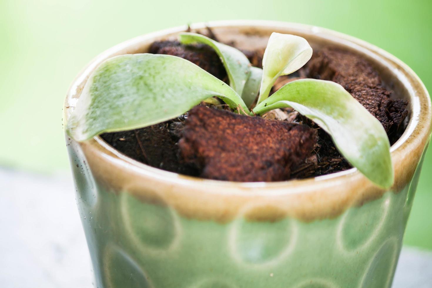 Potted plant in green pot photo