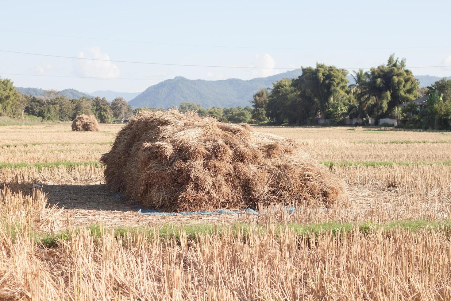 Pile of hay in a field photo