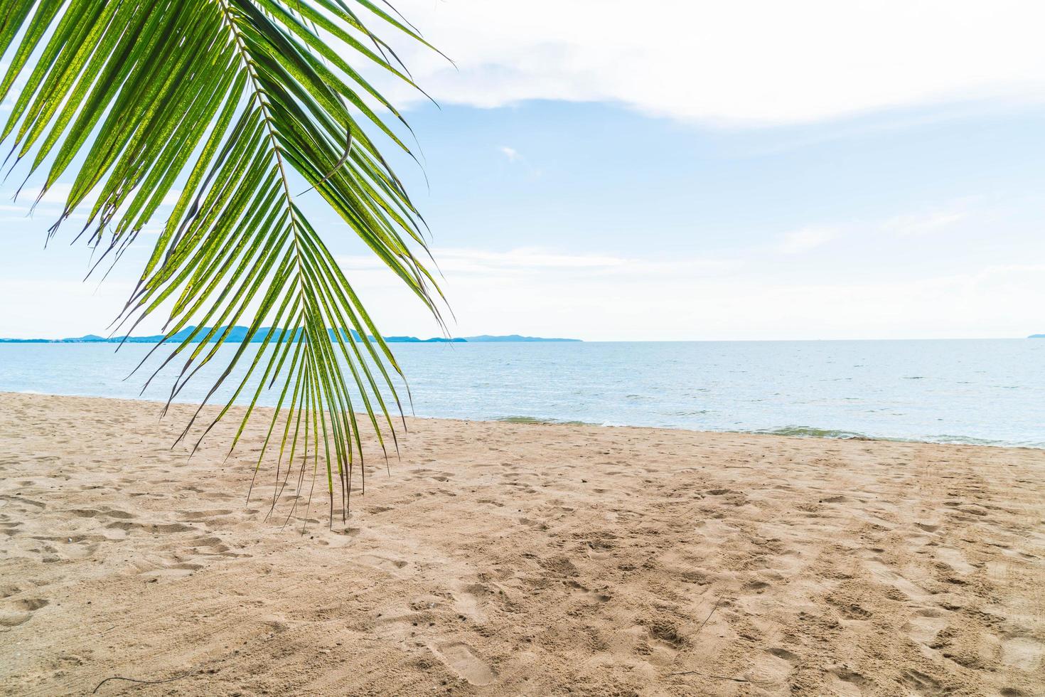 Palm tree resort background photo