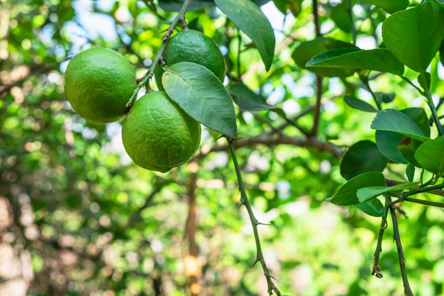 Limes on a tree photo