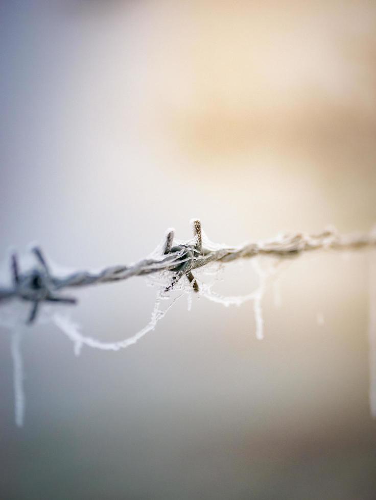 Frosted barbed wire photo