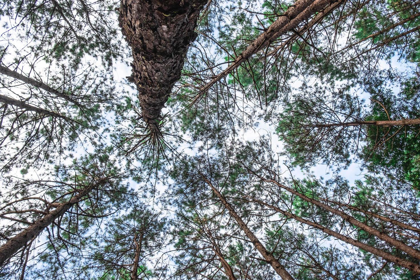 Bottom view of wild pine trees photo