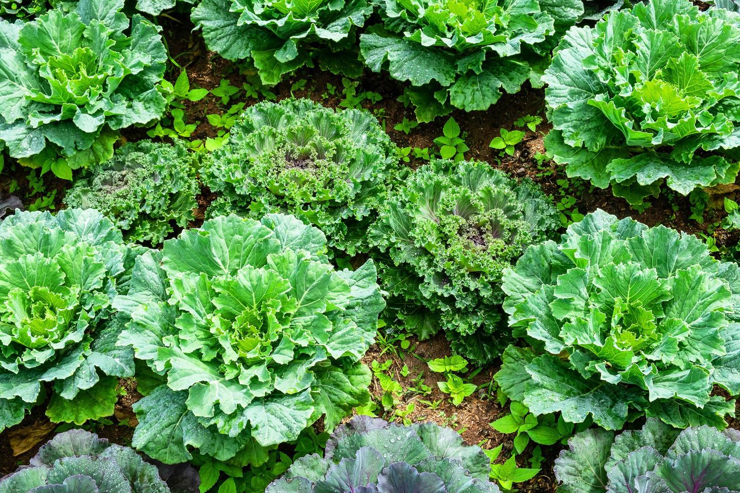 Cabbage growing from the ground photo