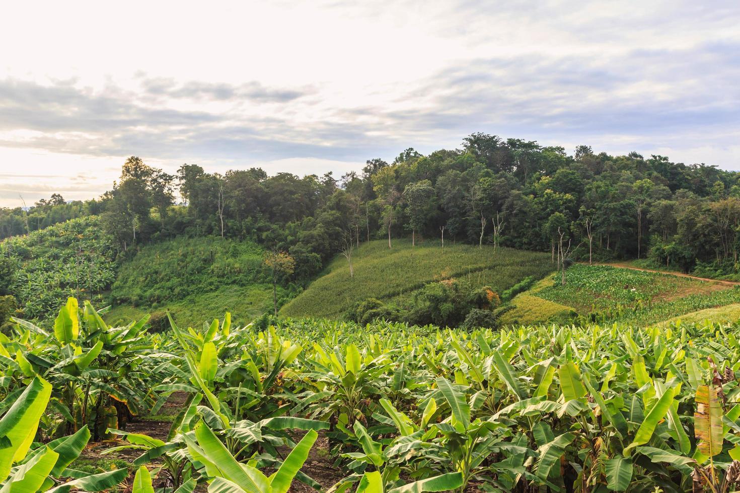 Banana trees in the hills photo