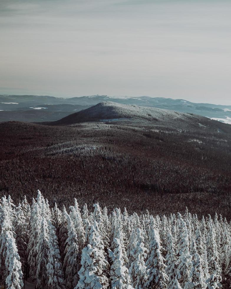 Snowy trees in the mountains photo