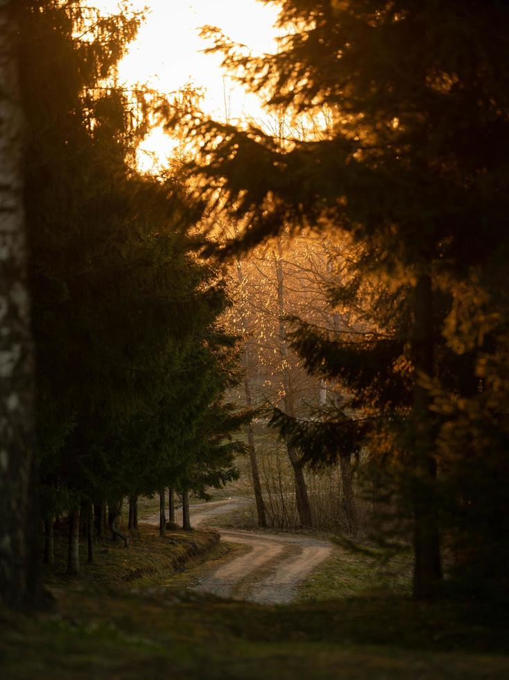 Brown and green pine trees photo