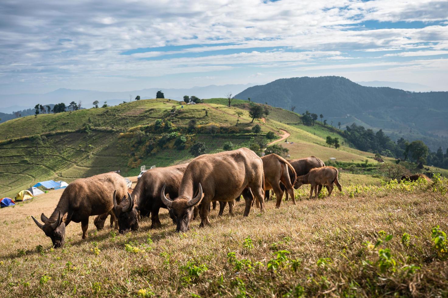 Herd of buffalo grazing on hill in rural farmland photo