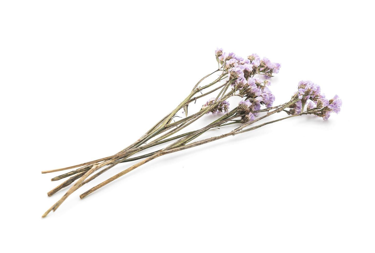 Dried statice flowers on white background photo