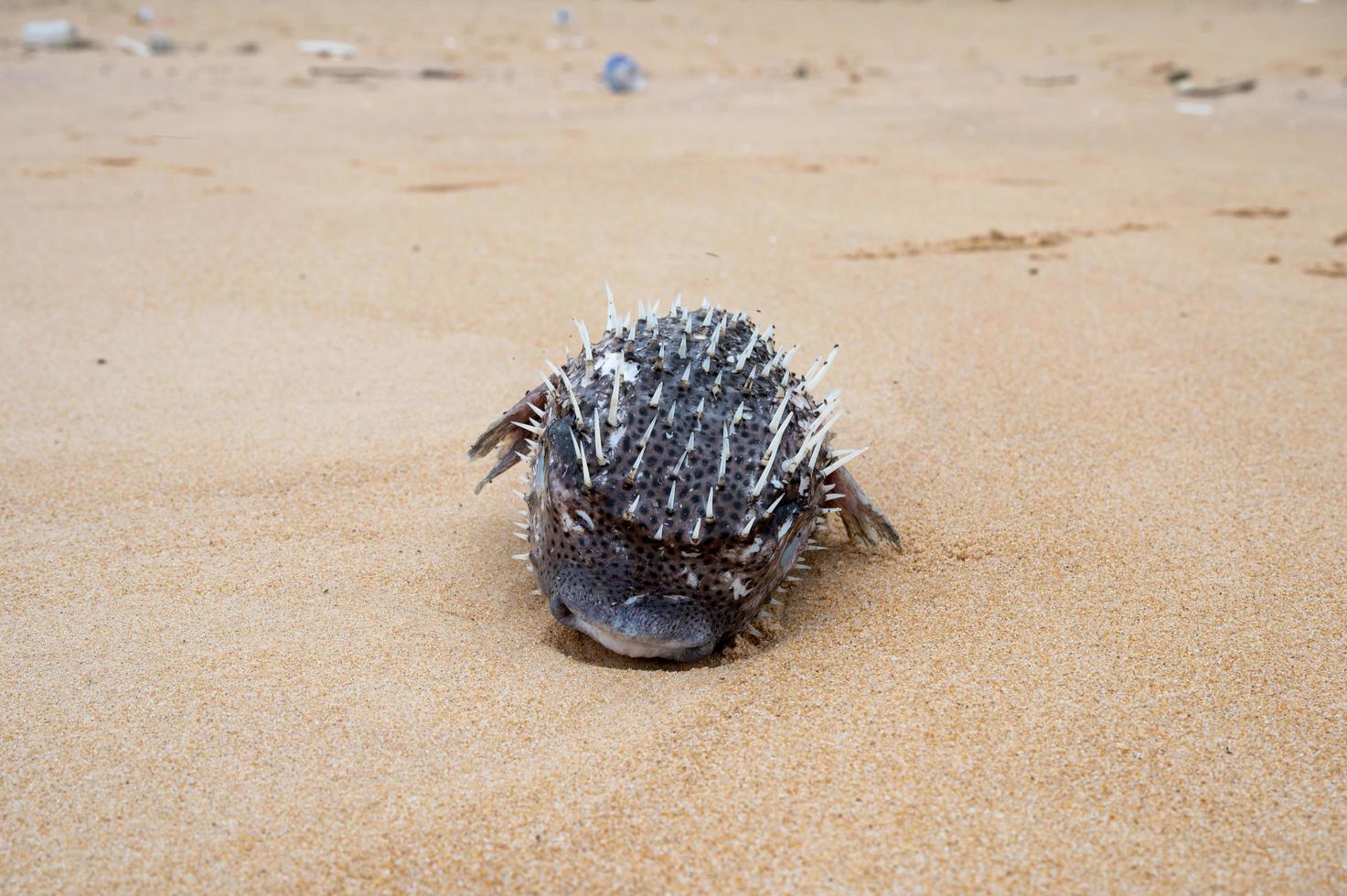 Puffer fish with inflated thorn on the beach photo