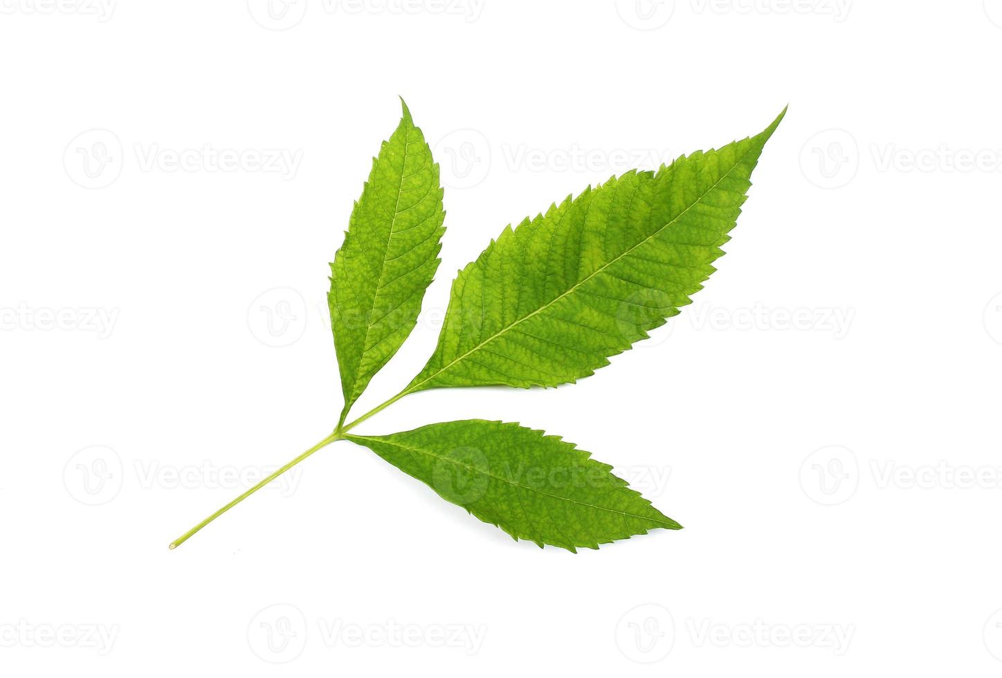 Leaves on white background photo