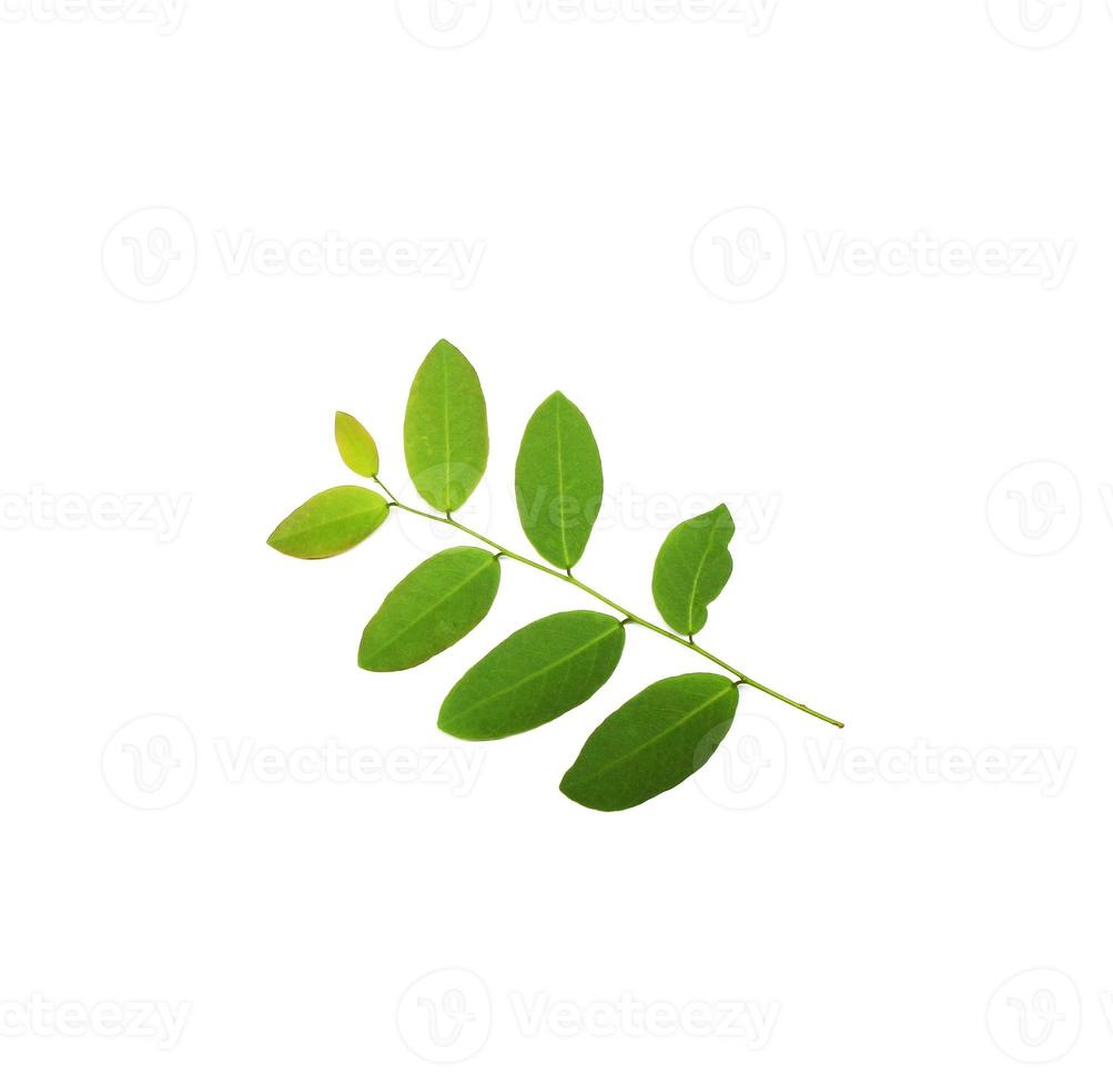 Leaves on white background photo