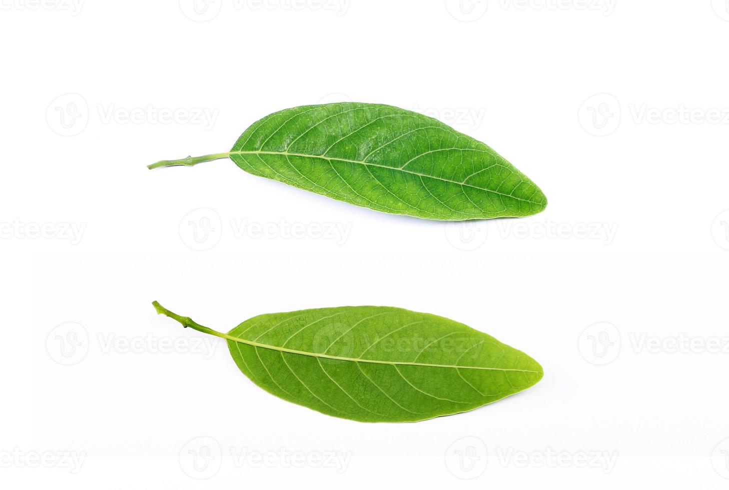 hojas sobre fondo blanco foto