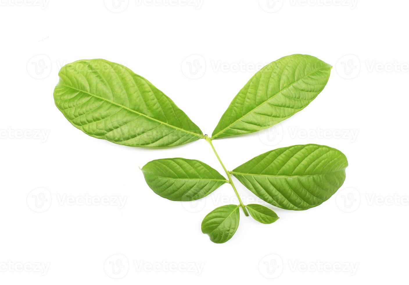 collection tropical green leaf on white background photo