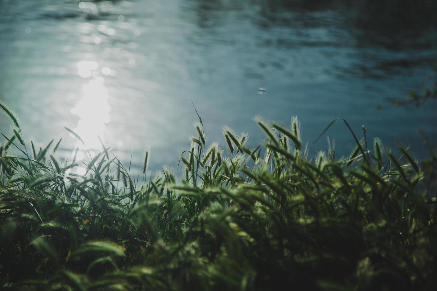 plantas junto al río foto