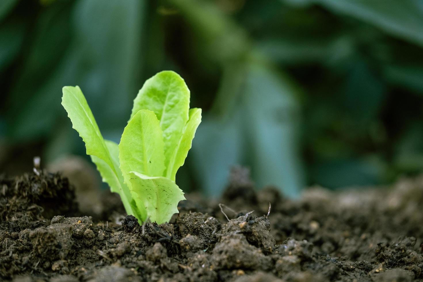 lechuga brotando en tierras cultivadas foto