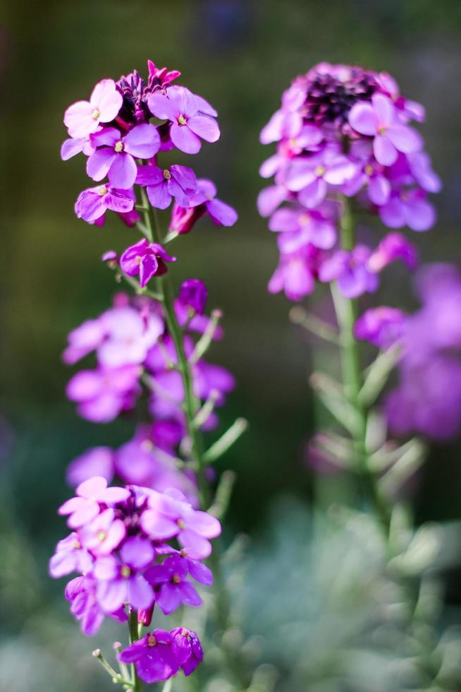 Soft focus of tall purple flowers photo