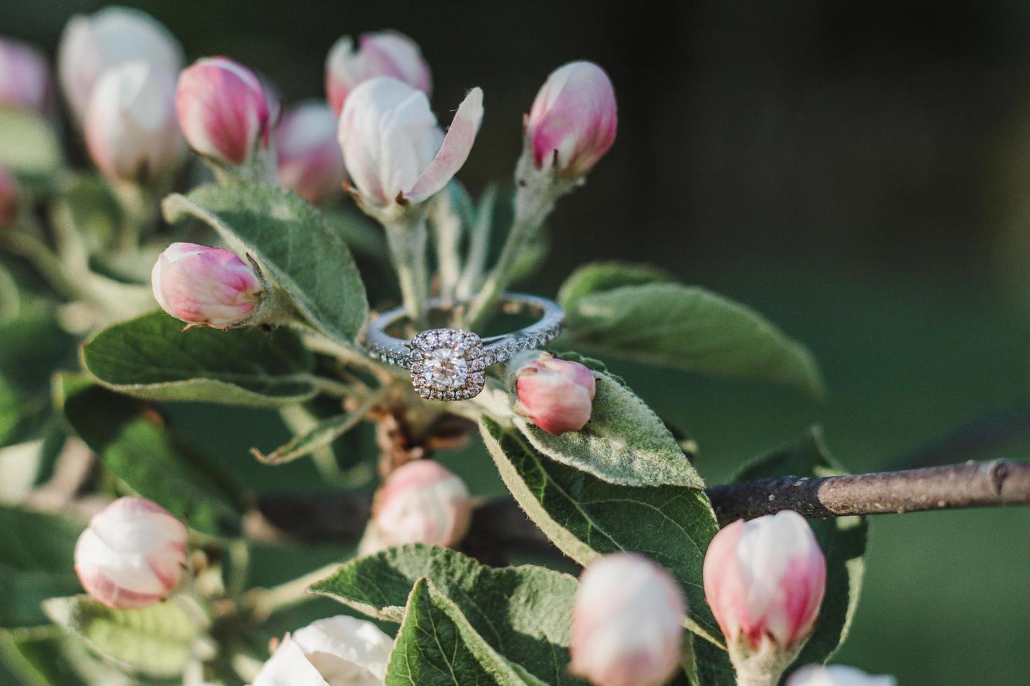 Engagement ring on pink petals photo