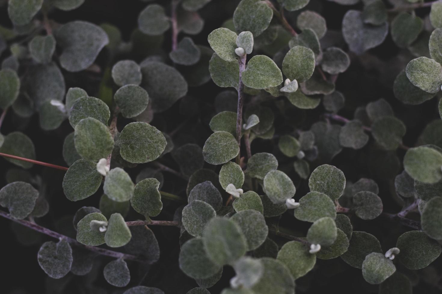 plantas de hojas verdes foto